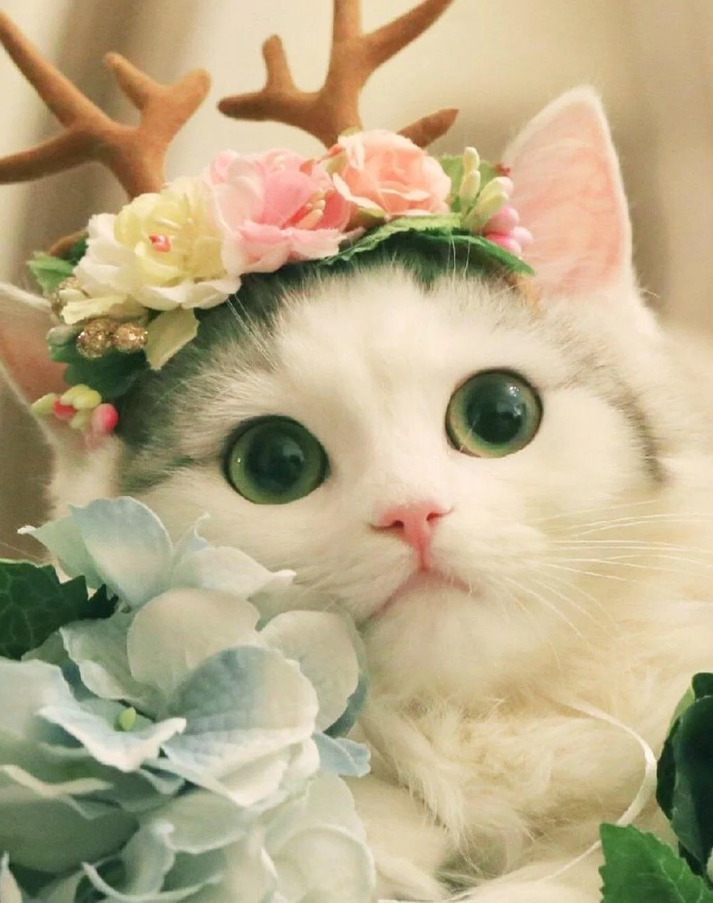 Avatar con mèo đội vòng hoa sừng tuần lộc