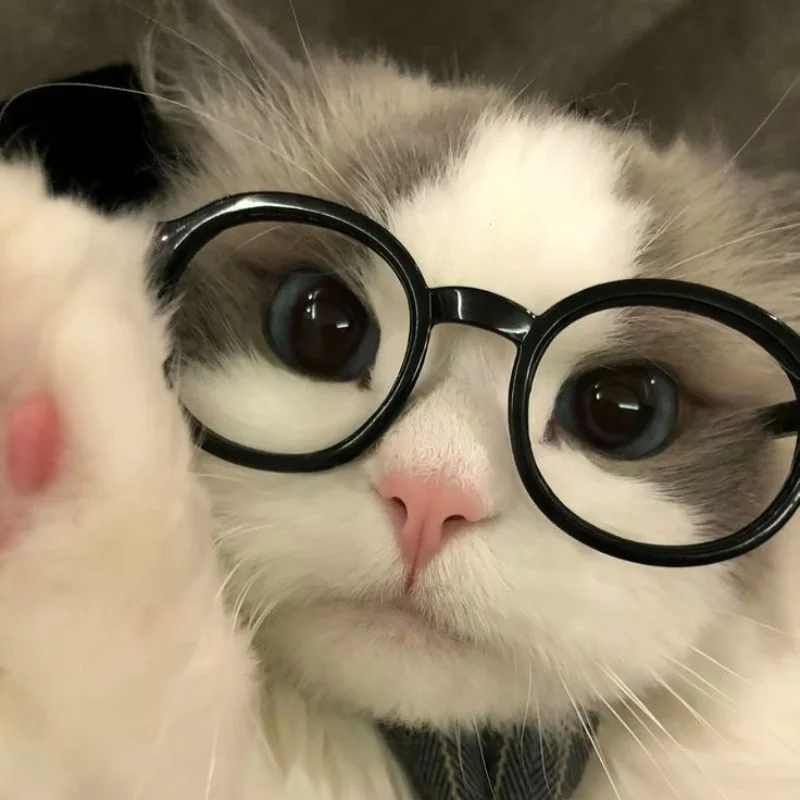 Tổng Hợp Avatar Mèo Cute Khiến Ai Nhìn Cũng Mê Tít - Nâng tầm bài thuyết trình với Hình Nền Powerpoint Đẹp!