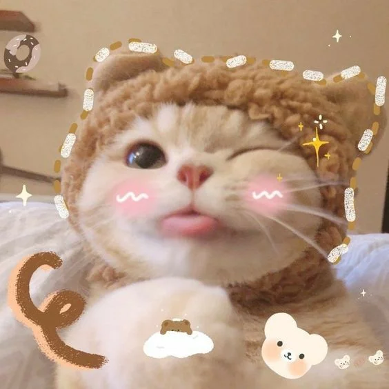 Avatar con mèo đội mũ gấu dễ thương lè lưỡi