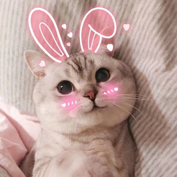 Avatar con mèo đeo tai thỏ hồng đáng yêu