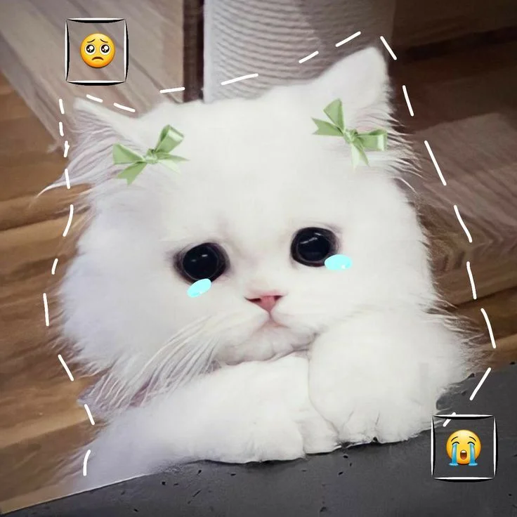 Avatar con mèo trắng lông xù mắt long lanh khóc