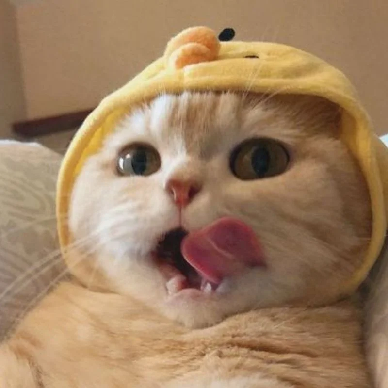 Avatar con mèo đội mũ vịt con lè lưỡi nghịch ngợm