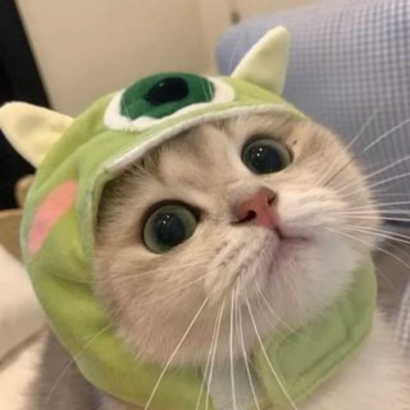 avatar con mèo đội nón xanh ngộ nghĩnh đáng yêu