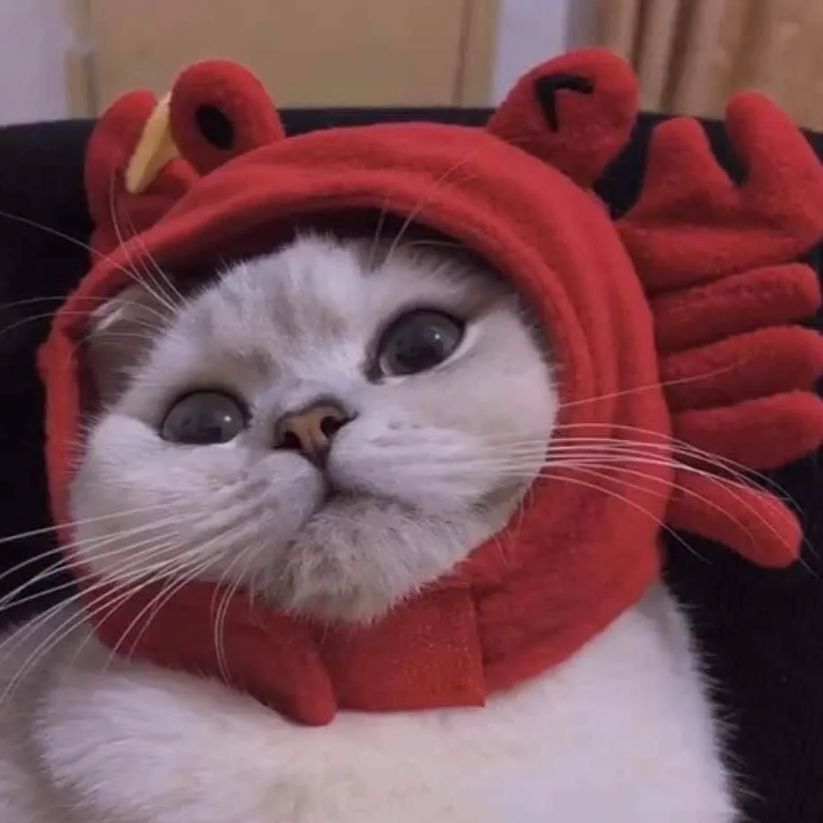 Avatar con mèo đội mũ con cua đỏ