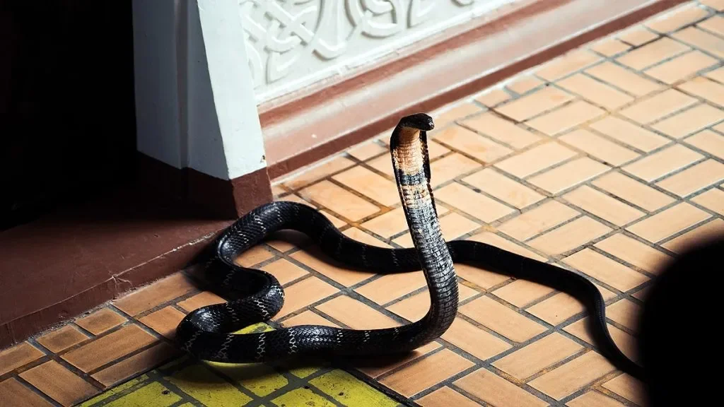 Rắn hổ mang đen trên nền gạch sân nhà