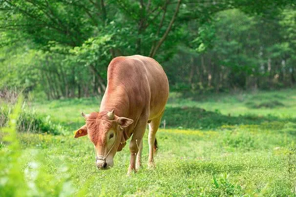 55,434+ Hình ảnh Con Bò Pictures Ảnh, Ảnh Và Hình Nền Để Tải Về Miễn Phí - Pngtree