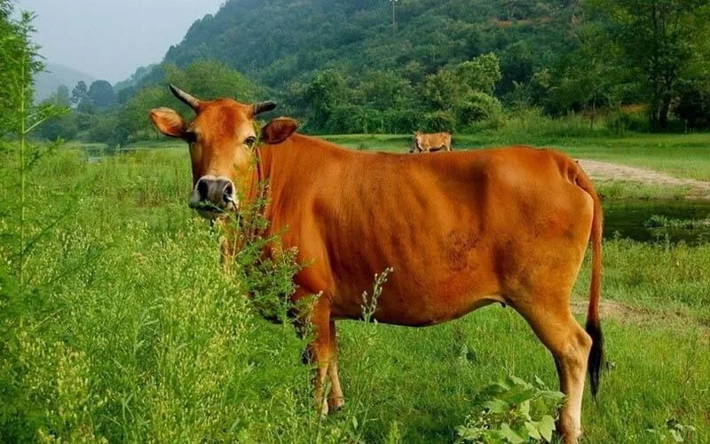 Ba vì con bò vàng - những điều kỳ diệu từ truyền thống văn hóa Việt