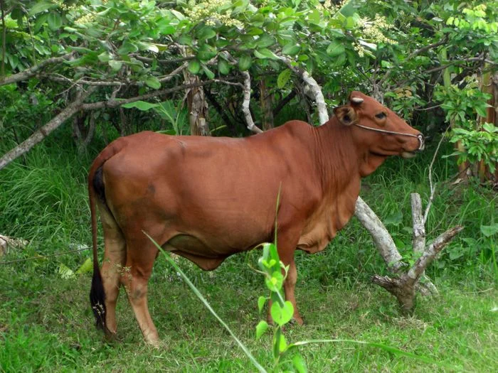 Tuyển tập những hình ảnh đẹp nhất về loài bò