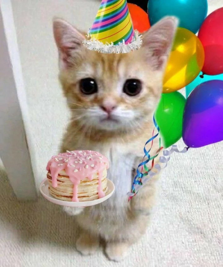 Birthday Memes Cat