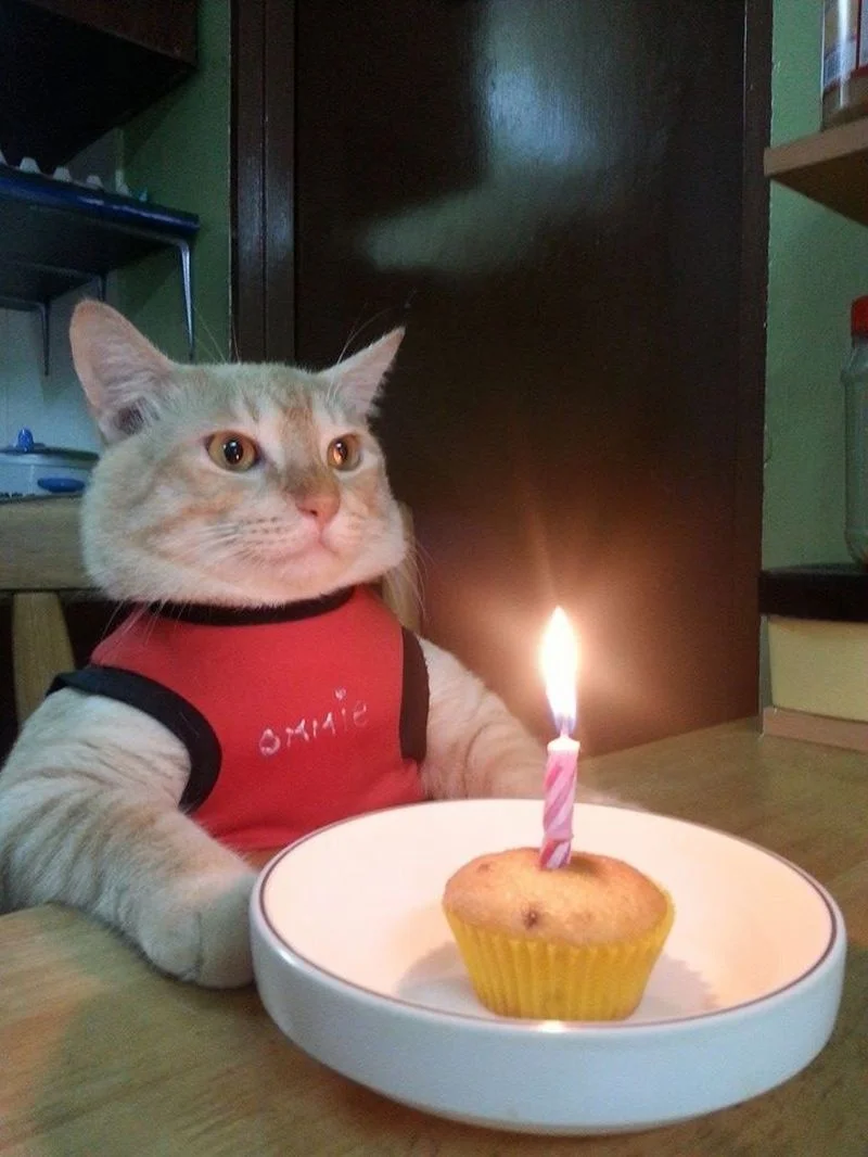 Mèo cưng bên bánh cupcake chúc mừng sinh nhật