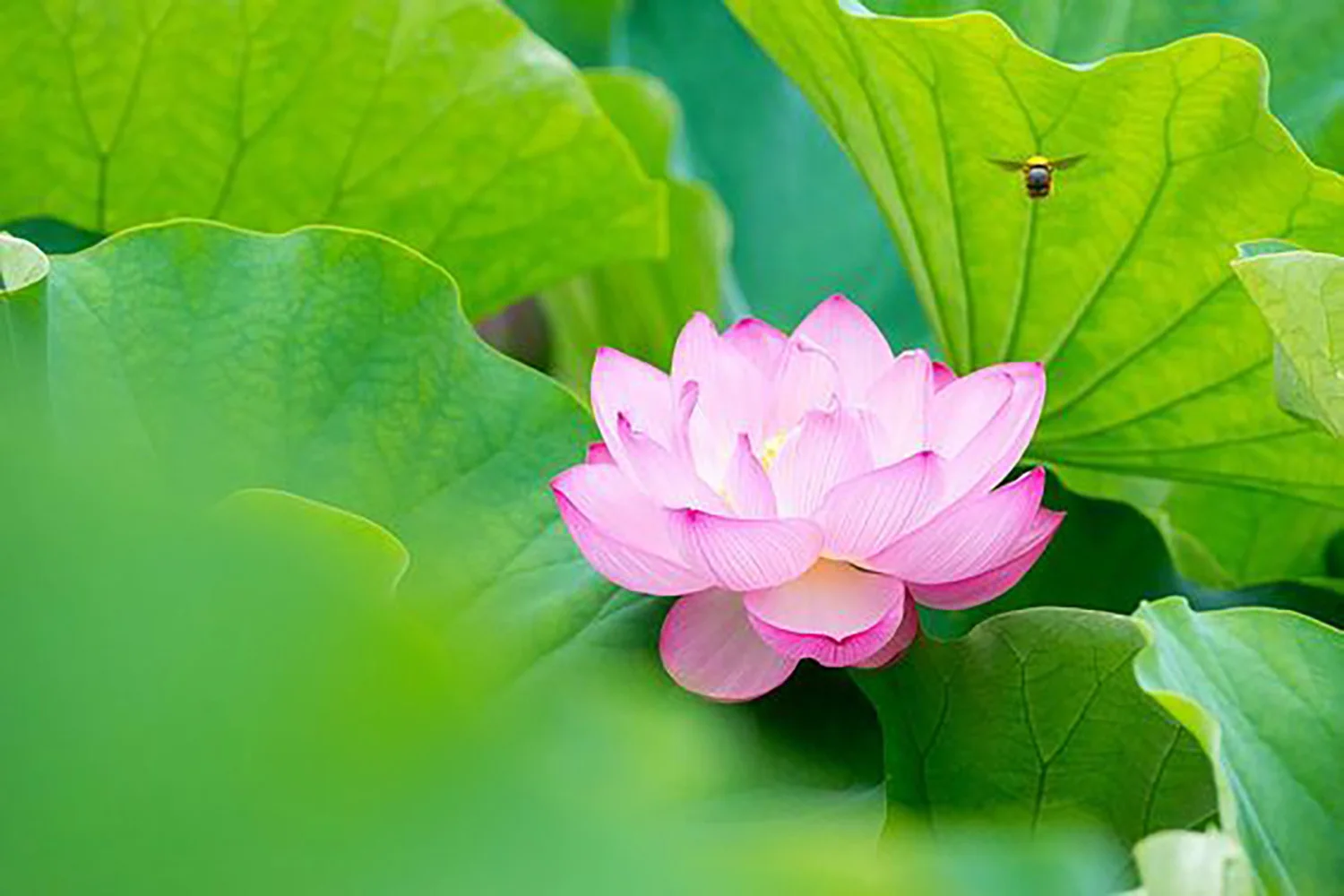 hình nền hoa sen hồng đẹp rực rỡ bên cạnh lá xanh và chú ong